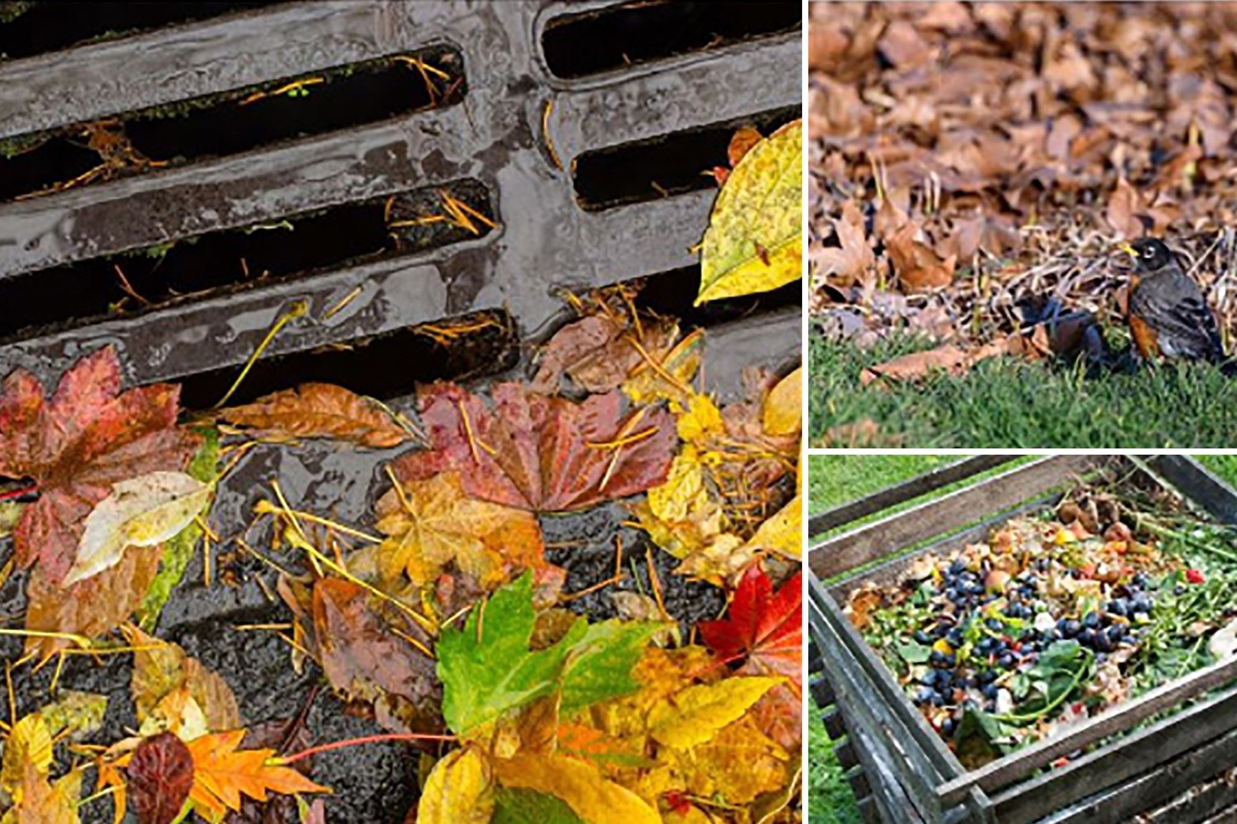 Help keep Storm Drains Clean