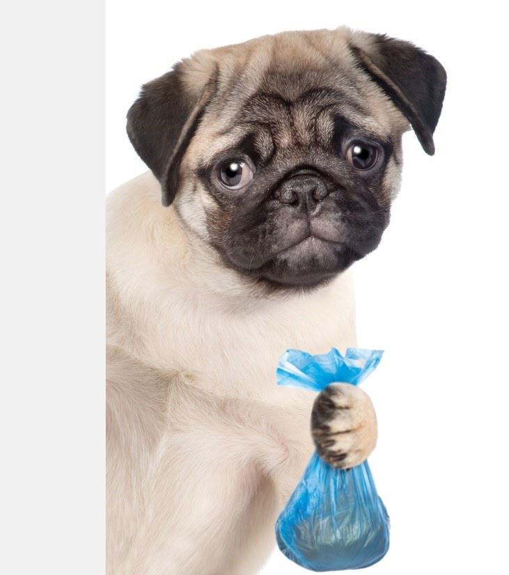 The Problem of Dog Waste on the South Shore