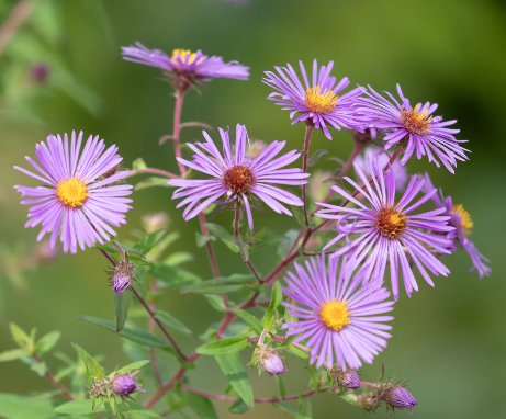 Purple Aster